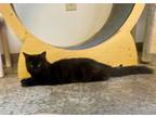 Adopt Mouse a Domestic Medium Hair