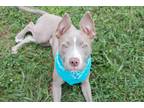 Adopt Paris a American Staffordshire Terrier, Mixed Breed