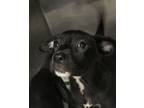 Adopt Louisa a Pit Bull Terrier, Mixed Breed