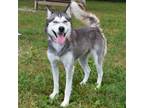 Adopt AKIRA a Siberian Husky, Mixed Breed