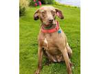 Adopt ESME a Labrador Retriever