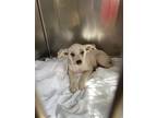 Adopt A112593 a Labrador Retriever