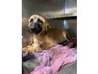 Adopt A112450 a German Shepherd Dog, Mixed Breed