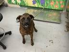 Adopt SCARLET a American Staffordshire Terrier, Mixed Breed
