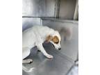 Adopt BONNIE a Great Pyrenees, Mixed Breed