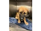 Adopt A112446 a German Shepherd Dog, Mixed Breed