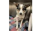 Adopt LACY a Australian Shepherd, Mixed Breed