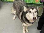 Adopt WINTER a Alaskan Malamute, Mixed Breed