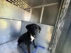 Adopt ECHO a Pit Bull Terrier, Mixed Breed