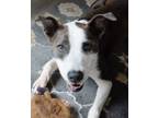 Adopt Shibby a Labrador Retriever, American Staffordshire Terrier