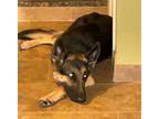 Adopt EVA a German Shepherd Dog