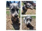 Adopt LOLA MAIZE a Schnauzer