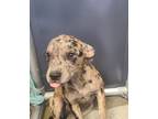 Adopt CARNATION a Catahoula Leopard Dog