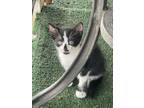 Adopt KITTEN a Domestic Short Hair