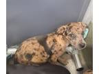 Adopt DAISY a Catahoula Leopard Dog