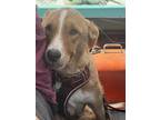 Adopt AMELIA a American Staffordshire Terrier