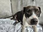 Adopt SASHA a American Staffordshire Terrier
