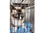 Adopt SAPPHIRE a Siamese
