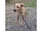 Adopt KENDEL a Rhodesian Ridgeback