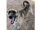 Adopt Scout a Mixed Breed