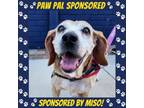 Adopt Hope FKA Pattie a Beagle