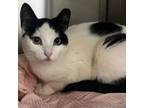Adopt Little Bit a Domestic Short Hair