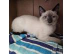 Adopt Winifred Sanderson a Domestic Short Hair, Siamese