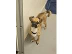 Adopt SUMMER a Pug, Mixed Breed