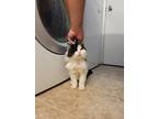 Adopt SABRINA a Domestic Medium Hair