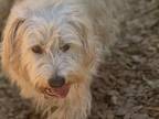 Adopt PENNY a Poodle, Golden Retriever
