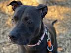 Adopt IVY a Pit Bull Terrier