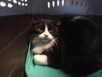 Adopt BUSINESS CAT SMOKE a Domestic Long Hair