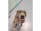 Adopt TATER a Pit Bull Terrier