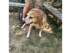 Adopt Emmy a Mixed Breed