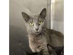 Adopt Polly Pocket + 6 kittens a Domestic Short Hair