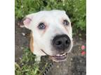 Adopt LADY BIRD a Pit Bull Terrier