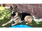 Adopt BAILEY a German Shepherd Dog