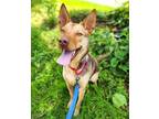 Adopt PEANUT a German Shepherd Dog, Mixed Breed