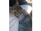 Adopt Kate a Domestic Short Hair, Abyssinian