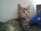 Adopt Denia a Tabby, Domestic Short Hair