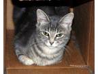 Adopt Koo a Tabby, Domestic Short Hair