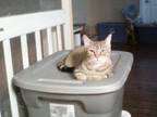 Adopt Puzzle a Tabby, Domestic Short Hair