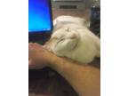 Adopt Maddie Purrkins a Domestic Short Hair