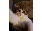 Adopt Baby Kitty a Domestic Medium Hair