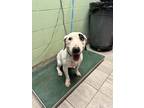 Adopt YETI SPAGHETTI a Bull Terrier, Mixed Breed
