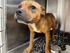 Adopt LORELEI a Black Mouth Cur, Mixed Breed