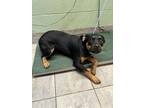 Adopt RAIN a Rottweiler, Mixed Breed