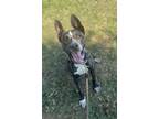Adopt Stormi a American Staffordshire Terrier
