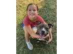 Adopt Zoe a American Staffordshire Terrier