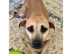 Adopt Chevelle 24-07-025 a Black Mouth Cur, Mixed Breed